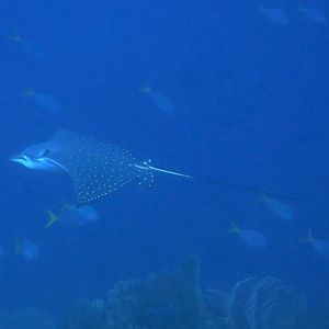 Aetobatus ocellatus 印度尼西亚 Indonesia , ��安汶 Ambon @LazyDiving.com 潜水时光