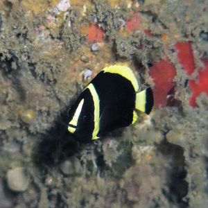 Chaetodontoplus dimidiatus Chaetodontoplus dimidiatus 丝绒天使鱼 Indonesia 印度尼西亚 Ambon 安汶 @LazyDiving.com 潜水时光