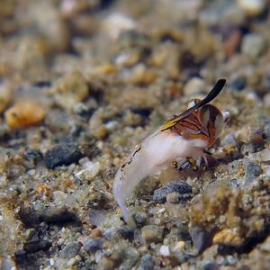 Dactylopus kuiteri 印度尼西亚 Indonesia , 马鲁古 Maluku , 安汶 Ambon @LazyDiving.com 潜水时光