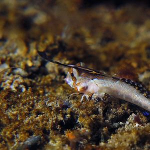 Dactylopus kuiteri 印度尼西亚 Indonesia , 马鲁古 Maluku , 安汶 Ambon @LazyDiving.com 潜水时光