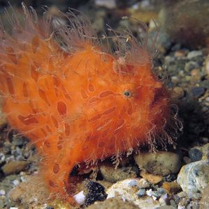 Antennarius striatus 印度尼西亚 Indonesia , 安汶 Ambon @LazyDiving.com 潜水时光