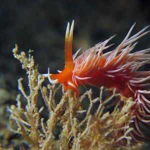 Facelina 印度尼西亚 Indonesia , 安汶 Ambon @LazyDiving.com 潜水时光