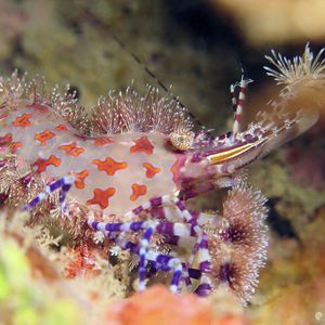 Saron marmoratus 印度尼西亚 Indonesia , 安汶 Ambon @LazyDiving.com 潜水时光