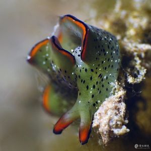 Elysia ornata 印度尼西亚 Indonesia , 安汶 Ambon @LazyDiving.com 潜水时光