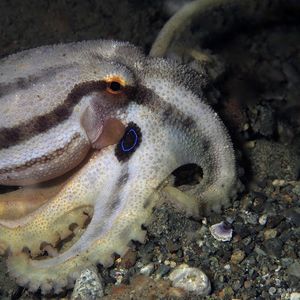 Amphioctopus mototi Amphioctopus mototi 有毒眼斑章鱼 Indonesia 印度尼西亚 Ambon 安汶 @LazyDiving.com 潜水时光