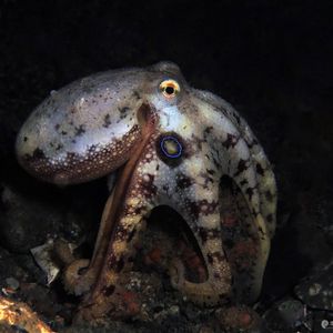 Amphioctopus mototi Amphioctopus mototi 有毒眼斑章鱼 Indonesia 印度尼西亚 Ambon 安汶 @LazyDiving.com 潜水时光