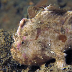 Antennarius randalli 印度尼西亚 Indonesia , 马鲁古 Maluku , 安汶 Ambon @LazyDiving.com 潜水时光