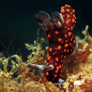 Nembrotha yonowae 印度尼西亚 Indonesia , 安汶 Ambon @LazyDiving.com 潜�水时光