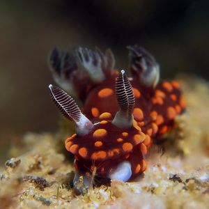 Nembrotha yonowae 印度尼西亚 Indonesia , 安汶 Ambon @LazyDiving.com 潜水时光