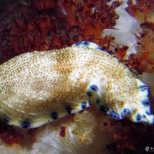 Dermatobranchus caeruleomaculatus Dermatobranchus caeruleomaculatus 片鳃海蛞蝓 Indonesia 印度尼西亚 Ambon 安汶 @LazyDiving.com 潜水时光