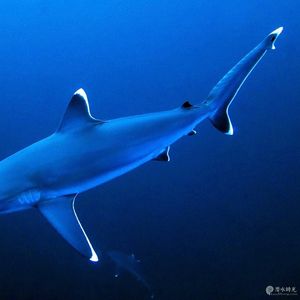 Carcharhinus albimarginatus 马尔代夫 Maldives @LazyDiving.com 潜水时光