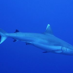 Carcharhinus amblyrhynchos Carcharhinus amblyrhynchos 灰礁鲨 Maldives 马尔代夫 @LazyDiving.com 潜水时光