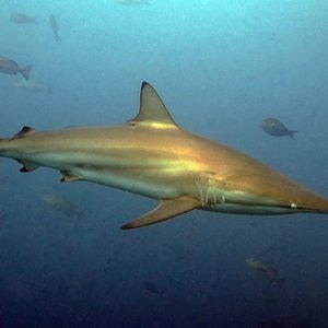 Carcharhinus brevipinna Carcharhinus brevipinna 蔷薇真鲨 Maldives 马尔代夫 @LazyDiving.com 潜水时光