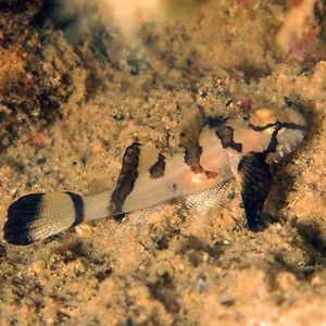 Callogobius stellatus 印度尼西亚 Indonesia , 安汶 Ambon @LazyDiving.com 潜水时光