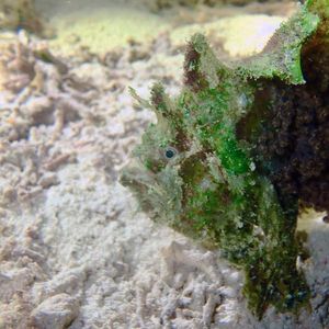 Lophiocharon trisignatus 印度尼西亚 Indonesia , 四王群岛 Raja Ampat @LazyDiving.com 潜水时光