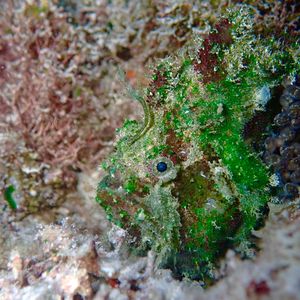 Lophiocharon trisignatus 印度尼西亚 Indonesia , 四王群岛 Raja Ampat @LazyDiving.com 潜水时光