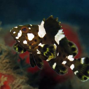 Epinephelus maculatus 印度尼西亚 Indonesia , 安汶 Ambon @LazyDiving.com 潜水时光