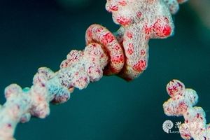 新物种之豆丁海马(Pygmy Seahorse)