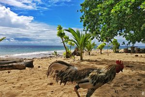 班达群岛(Banda Islands)的潜水旅行记录