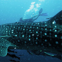 鲸鲨和失踪潜水员