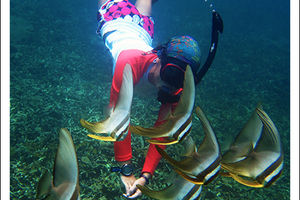 Platax teira