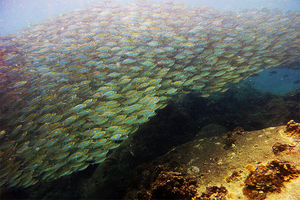 Caesio caerulaurea