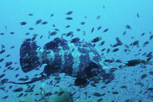Epinephelus malabaricus