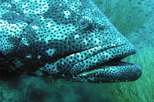 Epinephelus malabaricus