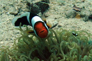 Amphiprion polymnus