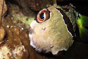 Diodon liturosus