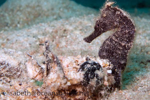 Hippocampus kuda
