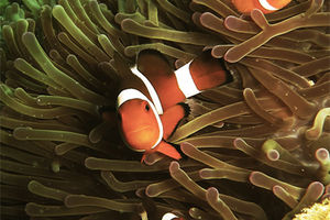 Amphiprion ocellaris