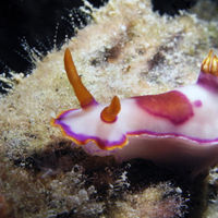多彩海蛞蝓