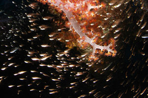 Dendronephthya hemprichi