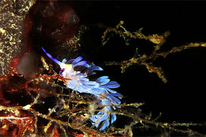 Pteraeolidia ianthina