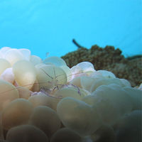 气泡珊瑚虾