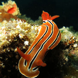 Chromodoris colemani
