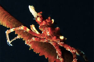 Xenocarcinus tuberculatus