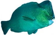 bumphead-parrotfish