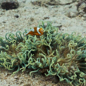 Amphiprion polymnus
