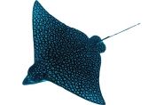 eagleray