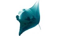 manta-ray