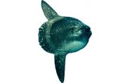 mola-mola