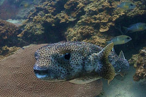 Chilomycterus reticulatus