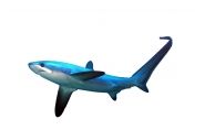 thresher-shark
