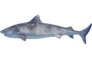 tiger-shark