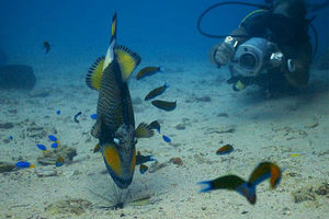 Balistoides viridescens