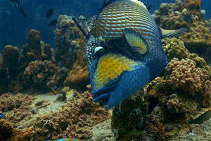 Balistoides viridescens