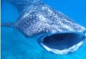 whaleshark