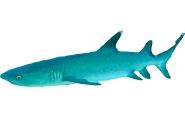 whitetip-shark
